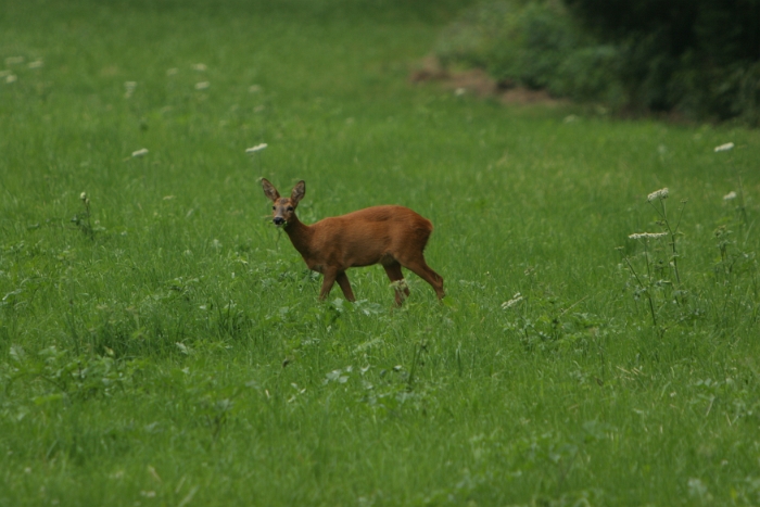 Chevreuils au chalet - 006